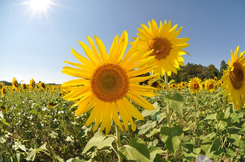 Sunflower Field in the Sunshine